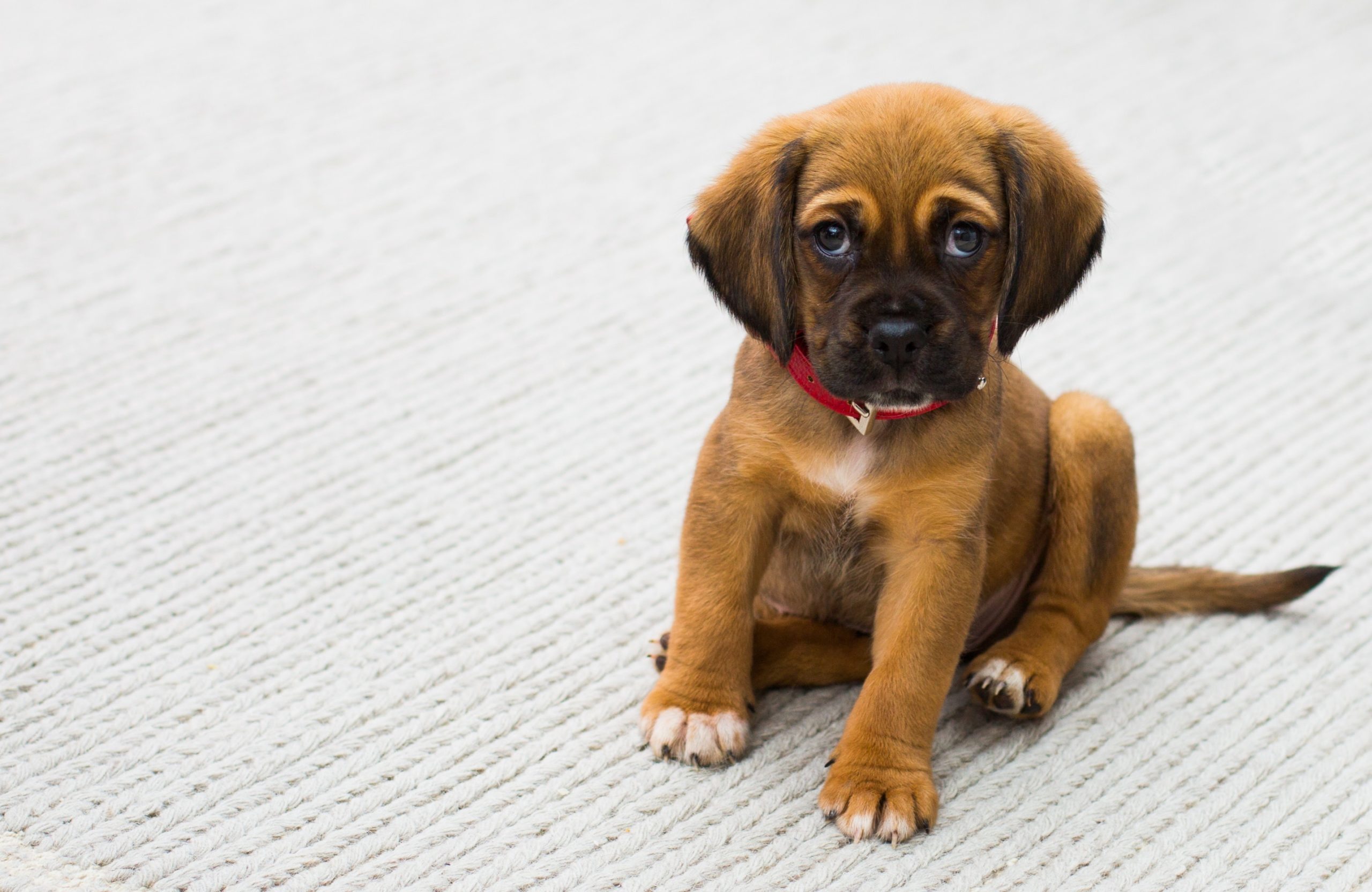 Animals We Take Care Of Dogs