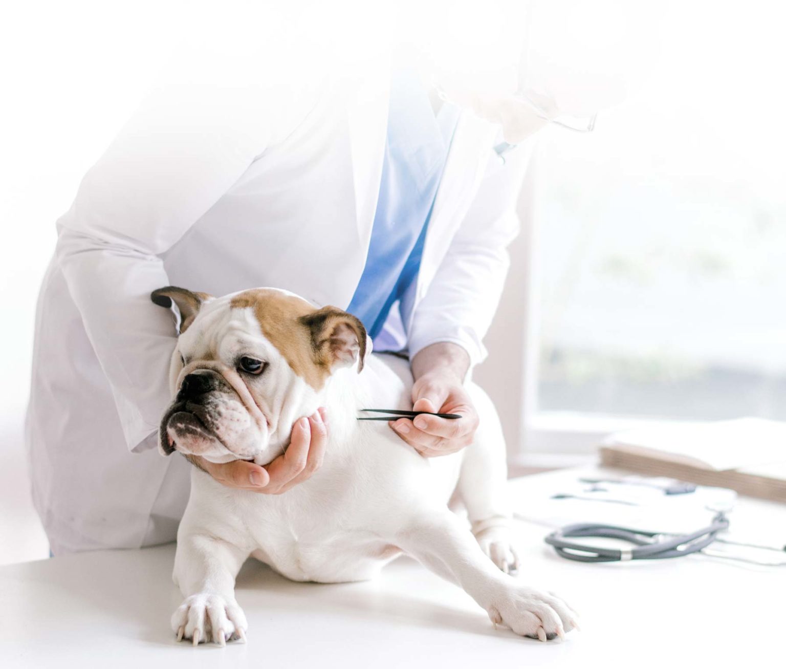 international-and-interstate-health-certificates-family-pet-medical